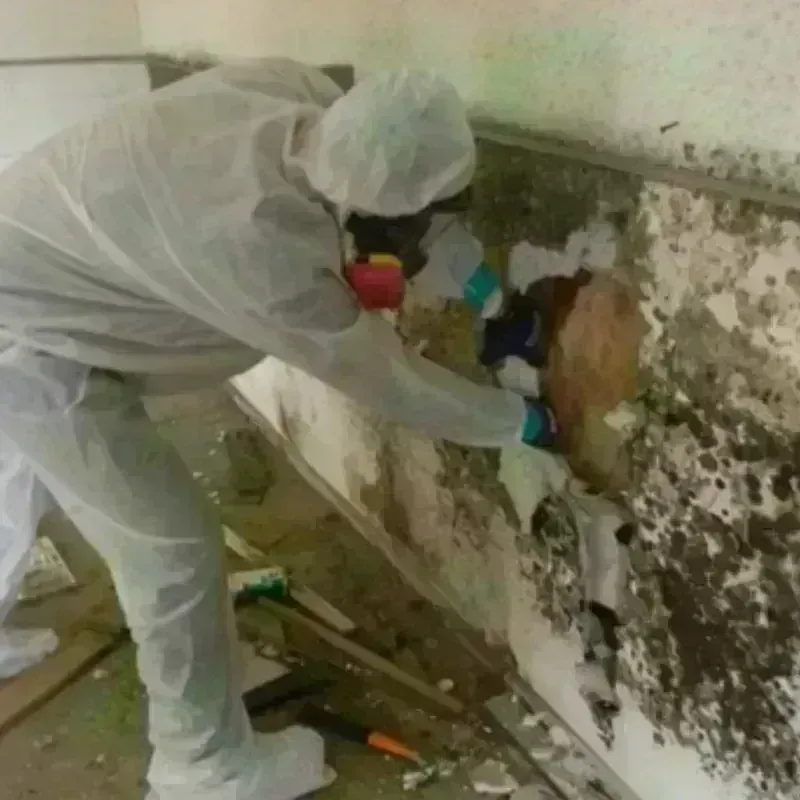 Mold Remediation and Removal in Thurmont, MD